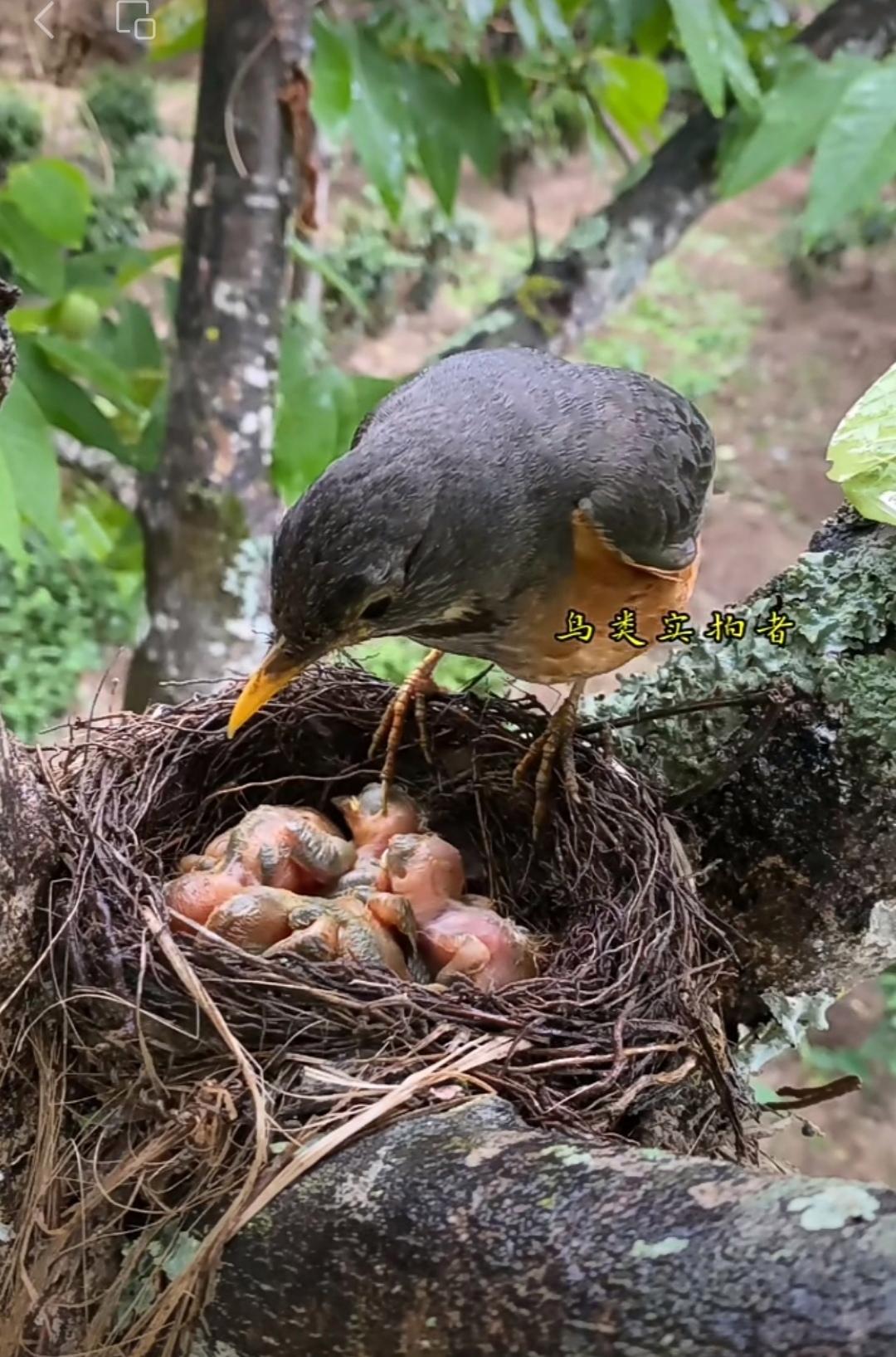 鸟抱抱安卓版Birdy非官方免费下载