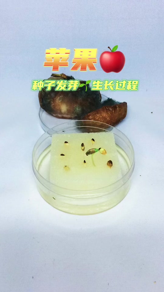 苹果版种子驴种子搜索神器苹果版